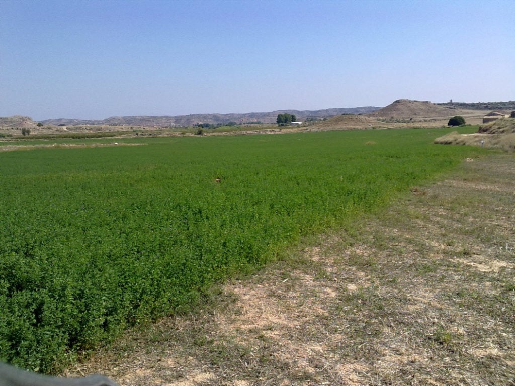 Riego-goteo-enterrado-2